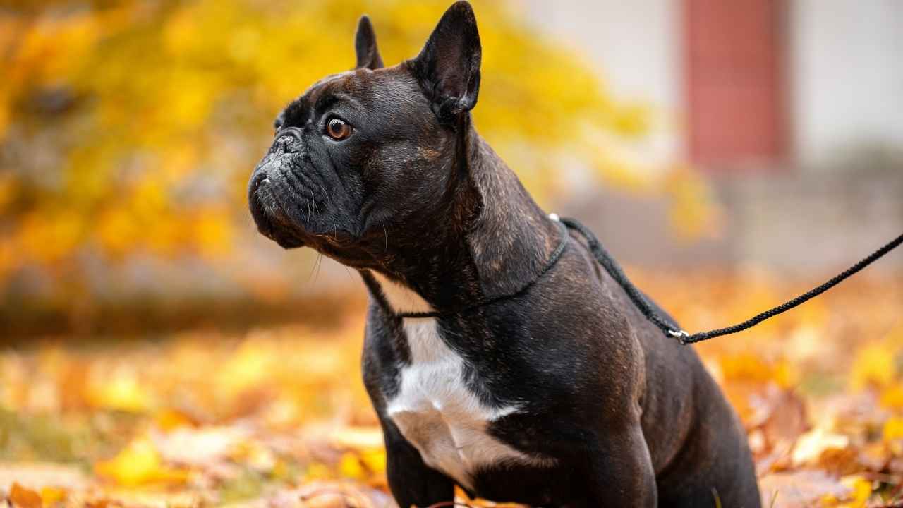 French Bulldog