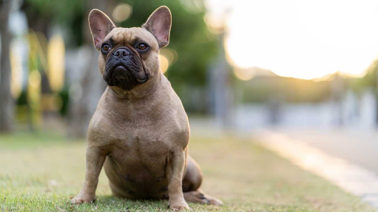 French Bulldog