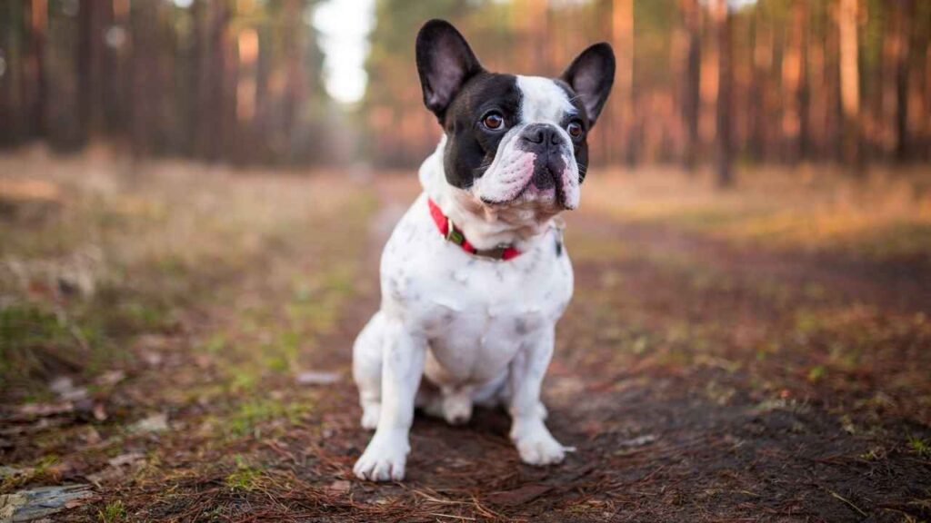 French Bulldog 5 2