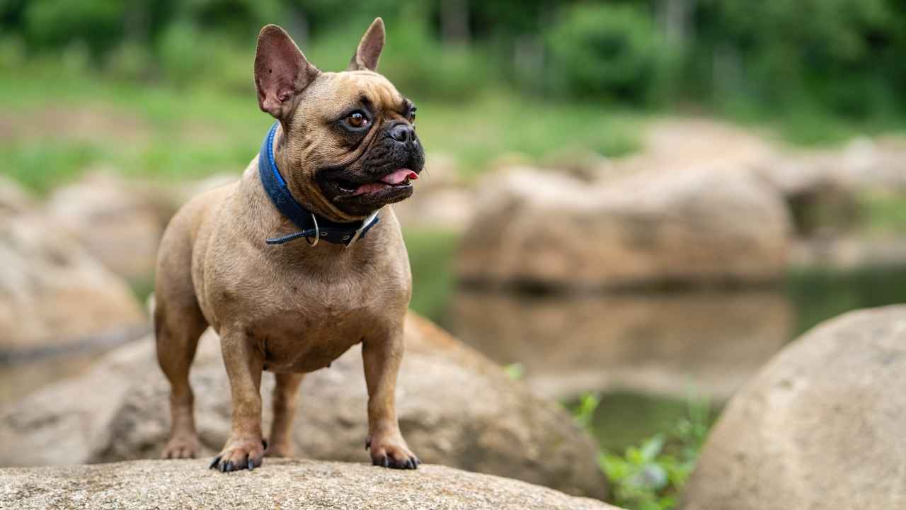 French Bulldog