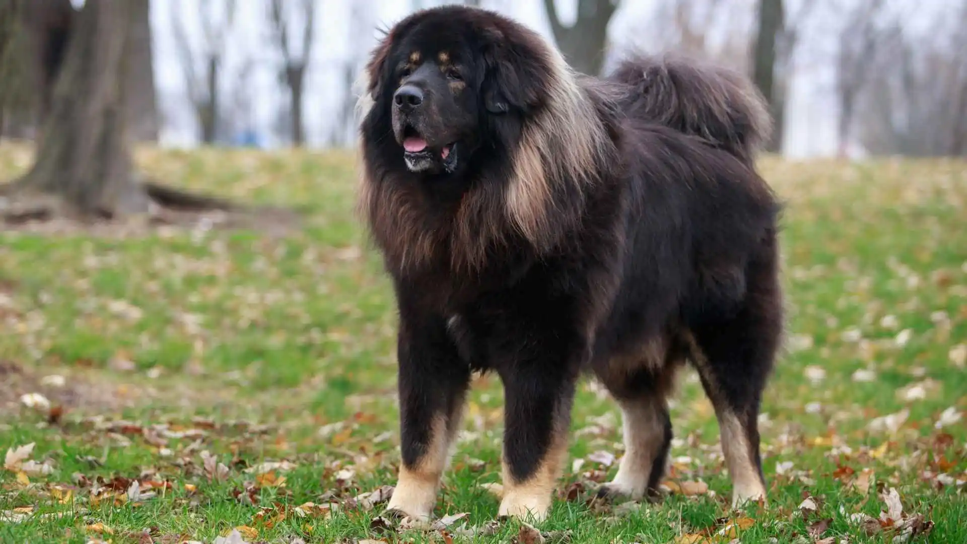 Gentle Giant Dog Breeds