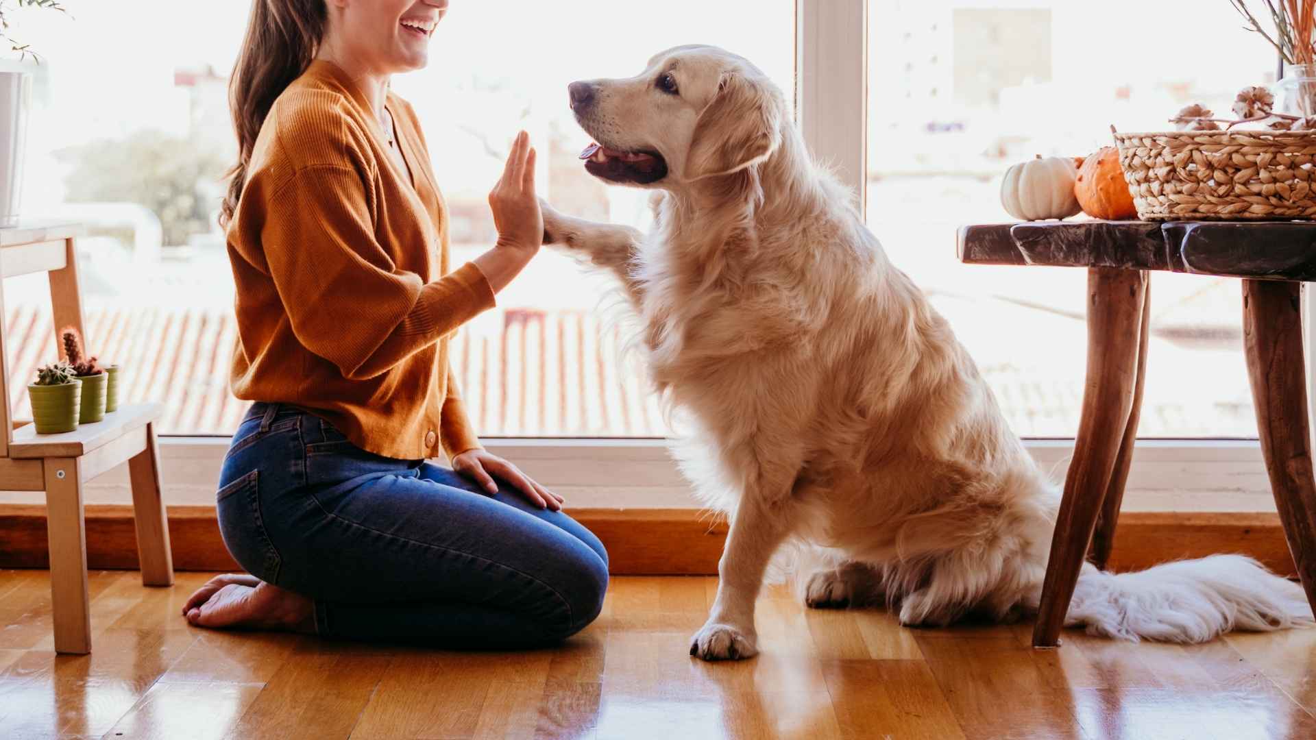 Gentle Medium Dog Breeds