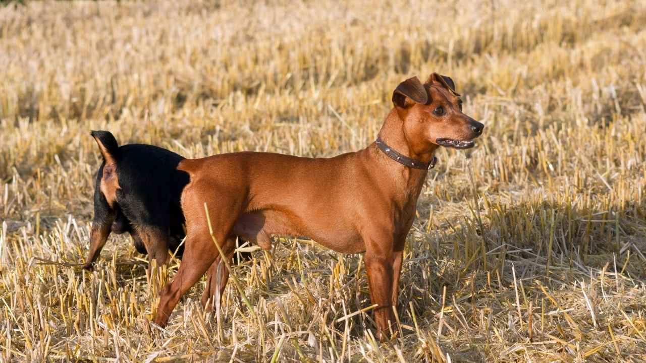 German Pinscher