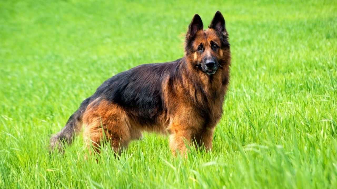 German Shepherd