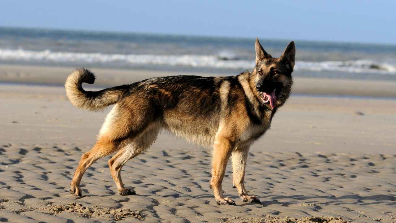 German Shepherd