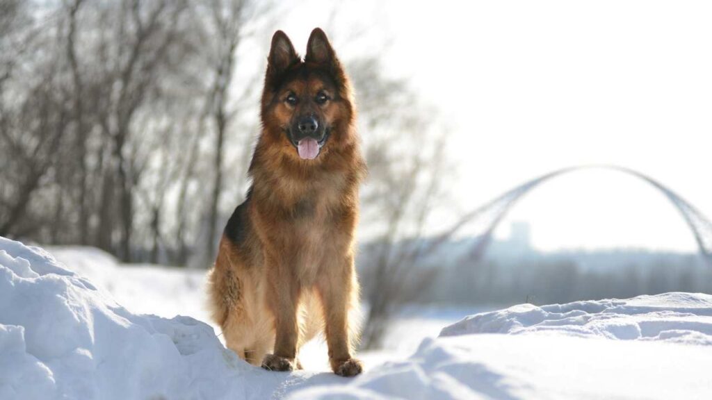 German Shepherd 25 1