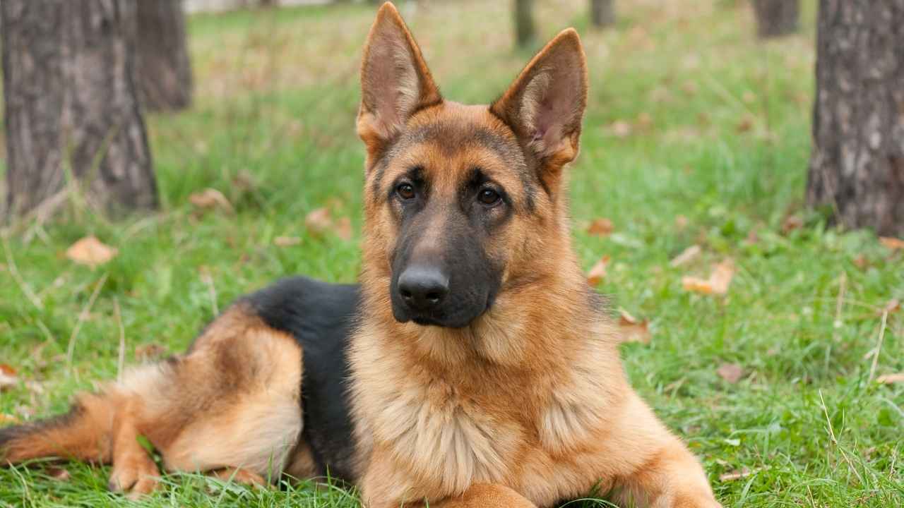 German Shepherd