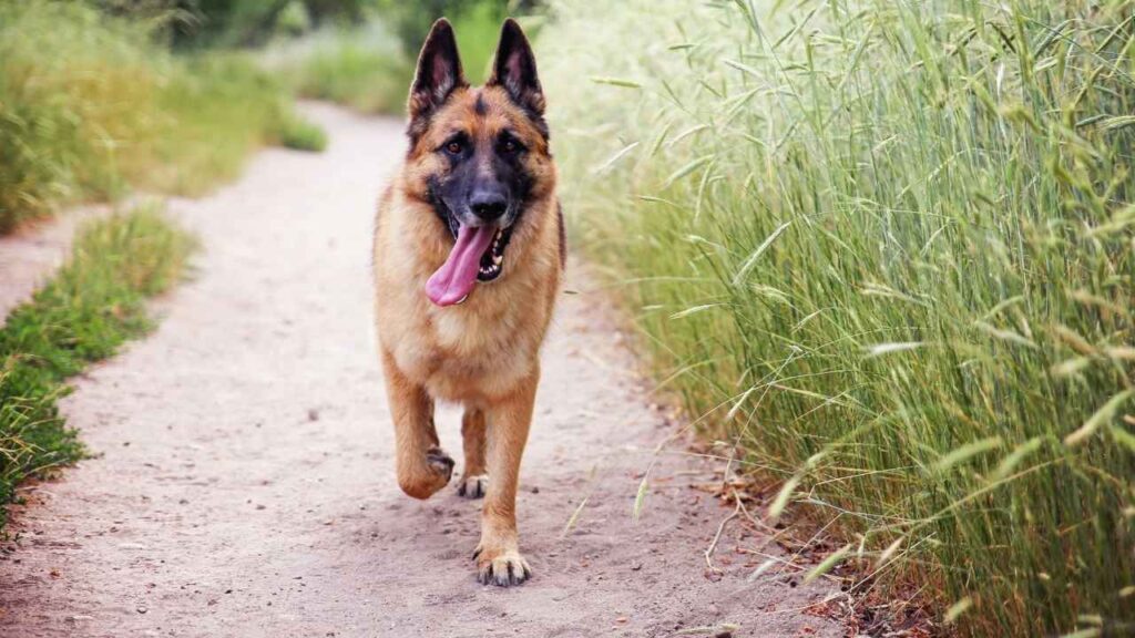 German Shepherd 30 1