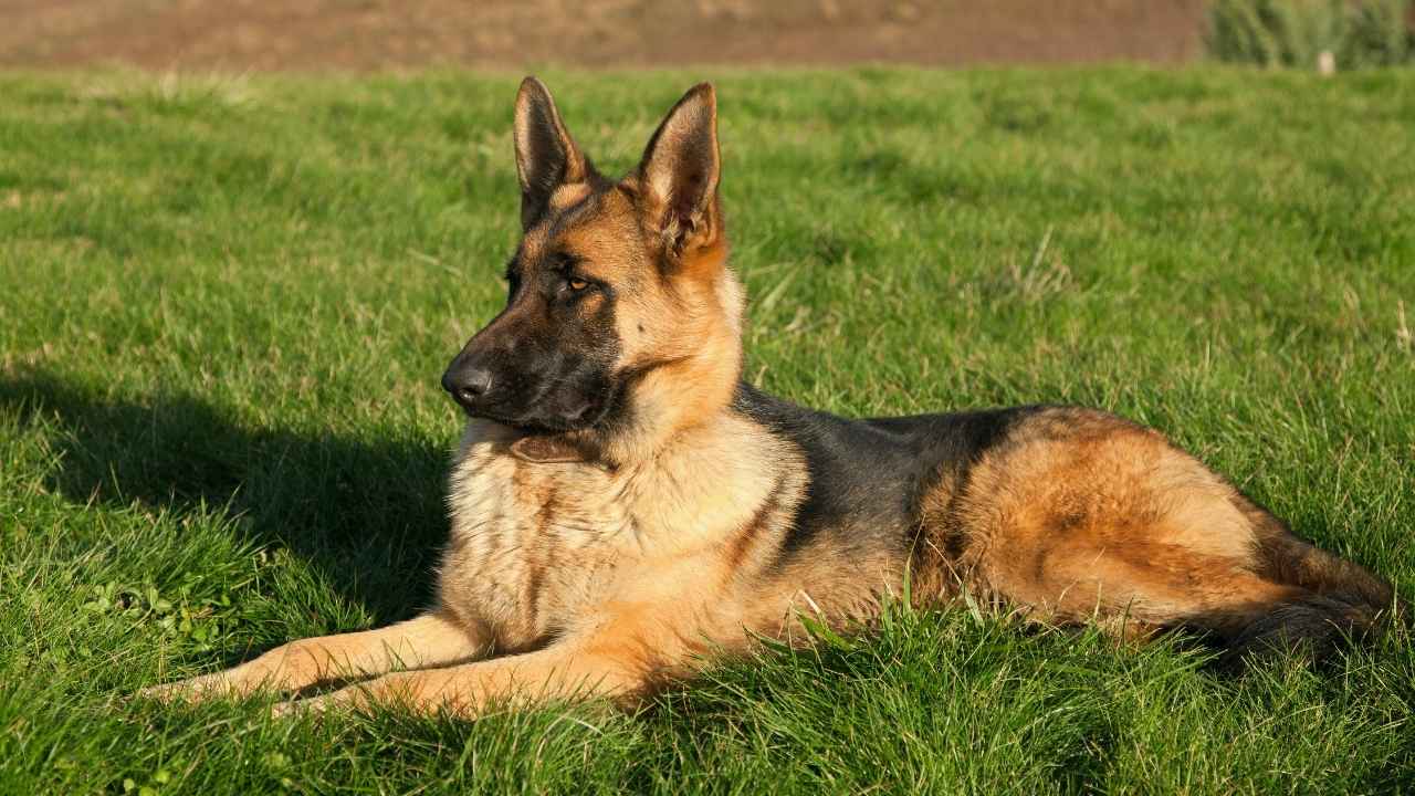 German Shepherd