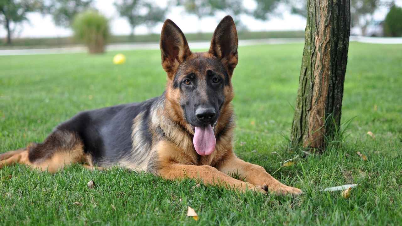 German Shepherd