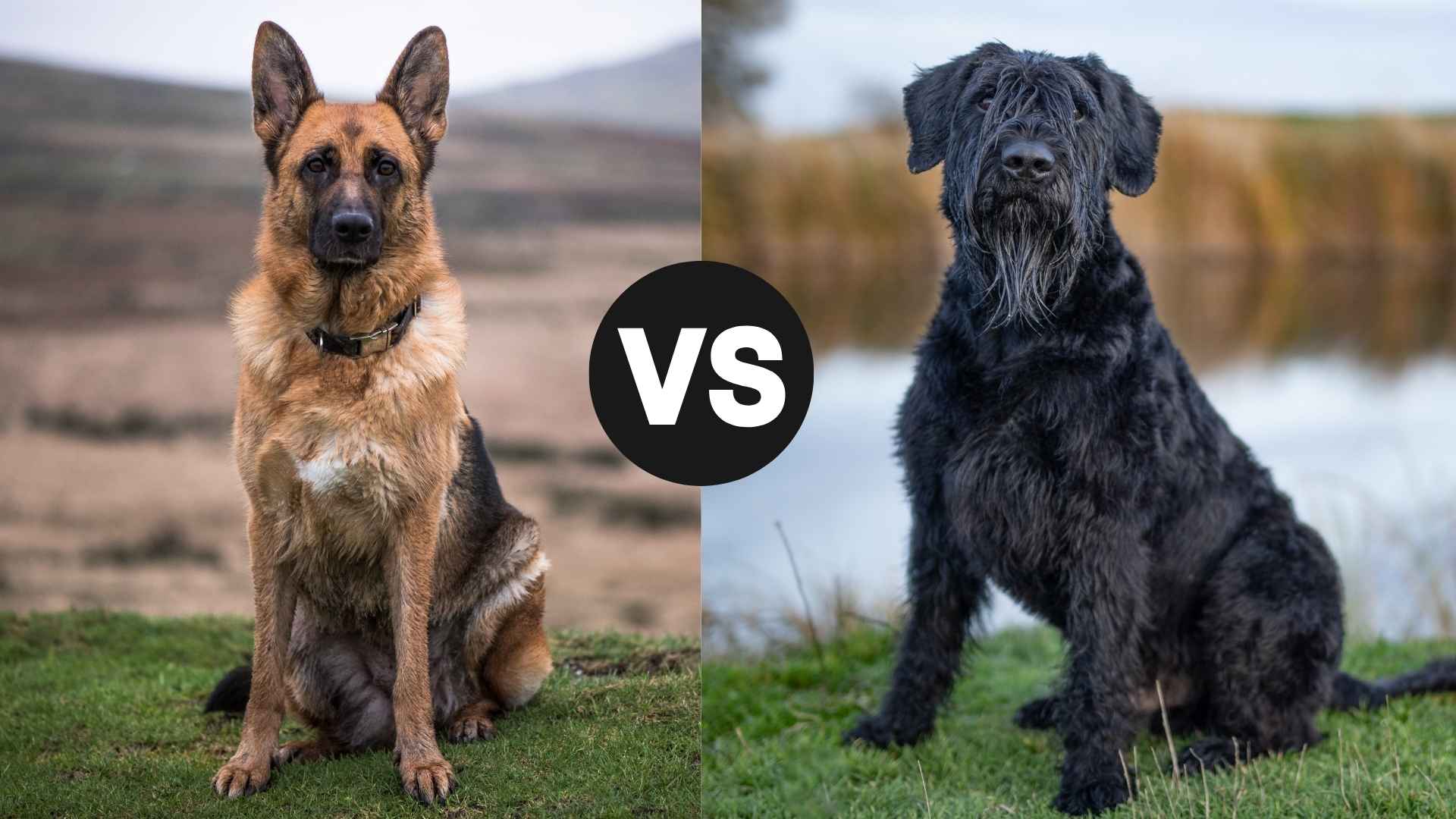 German Shepherd vs. Giant Schnauzer