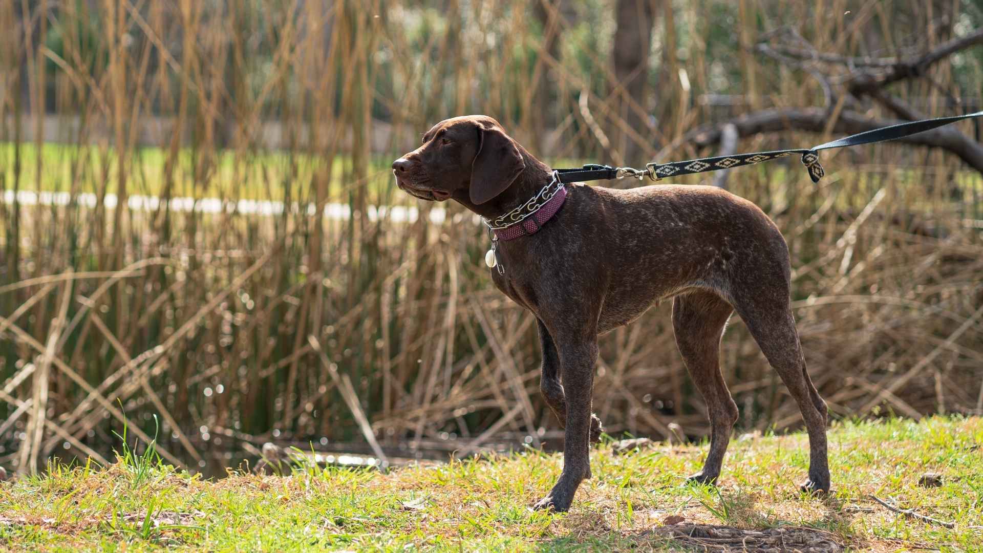 German Shorthaired Pointer