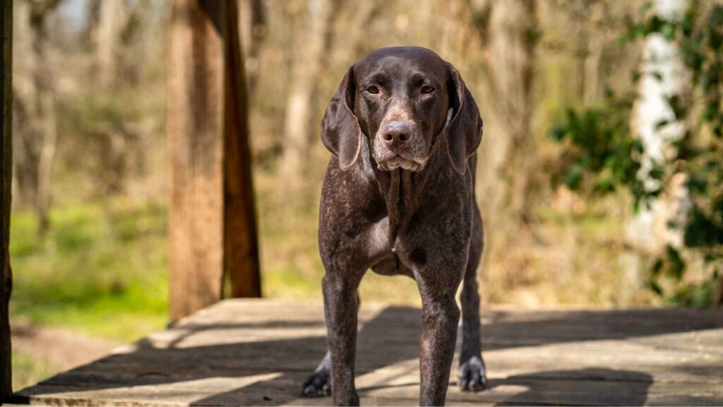 German Shorthaired Pointer