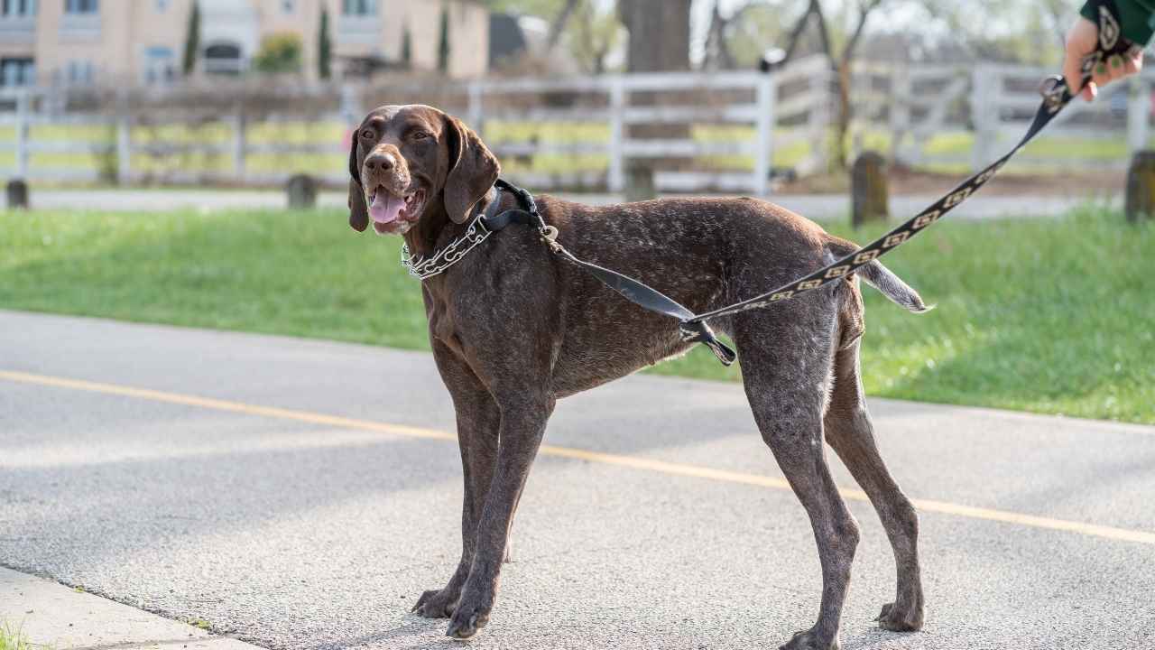 German Shorthaired Pointer