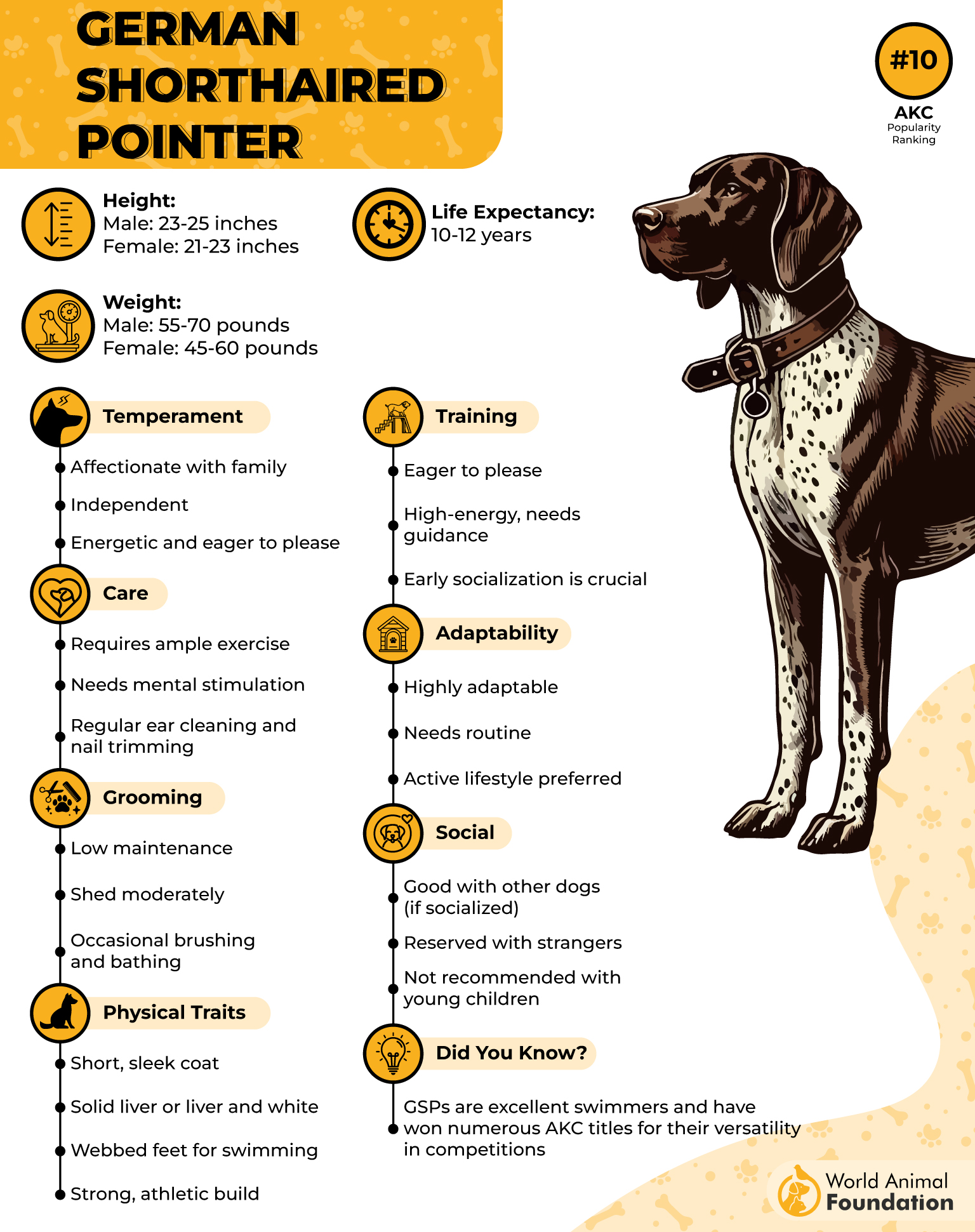 German Shorthaired Pointer Profile