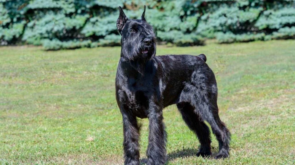 Giant Schnauzer