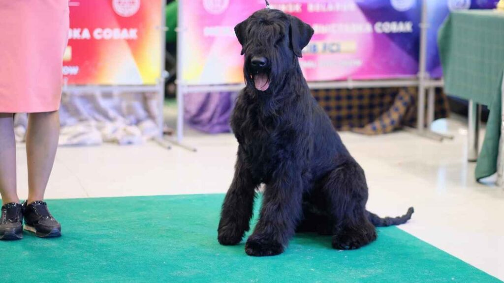 Giant Schnauzer