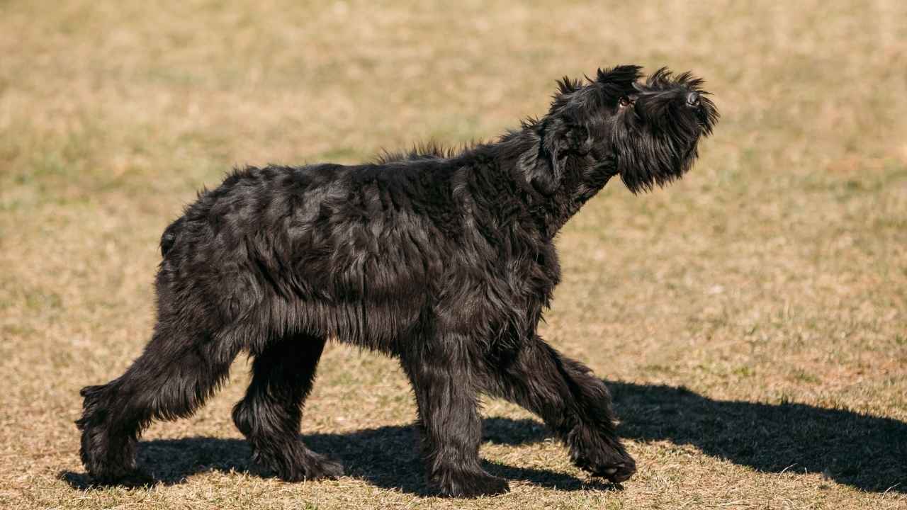 Giant Schnauzer