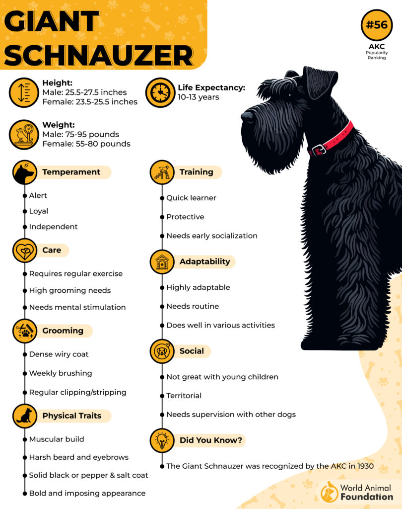 Giant-Schnauzer-Breeds