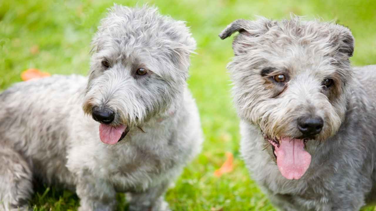 Glen of Imaal Terrier