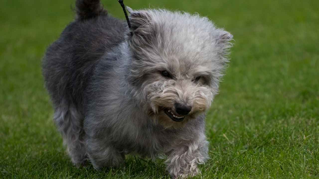 Glen of Imaal Terrier