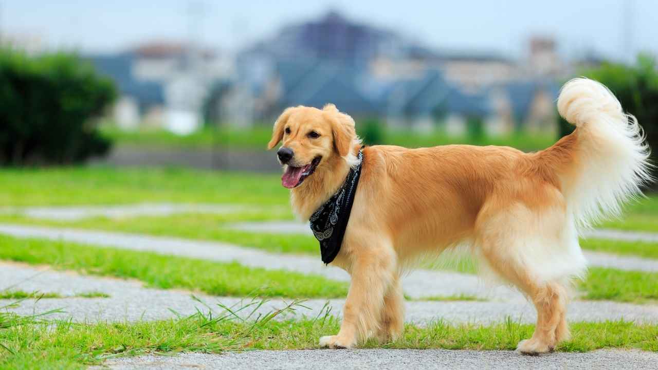 Golden Retriever