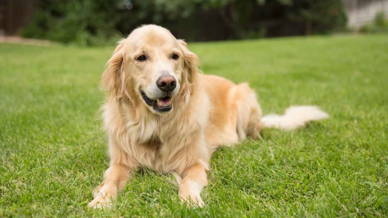 Golden Retriever