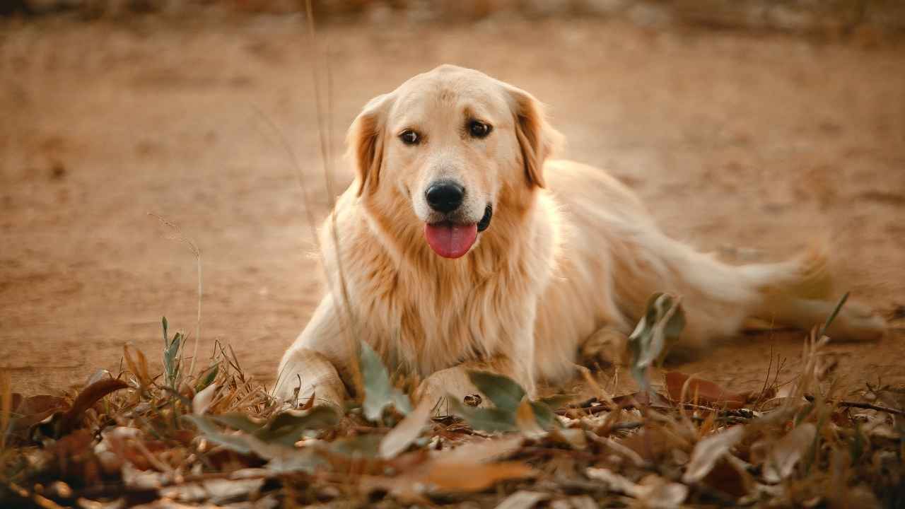 Golden Retriever