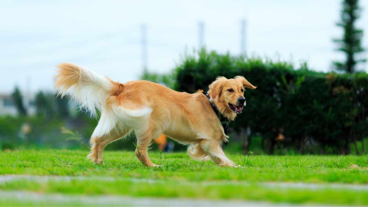 Golden Retriever