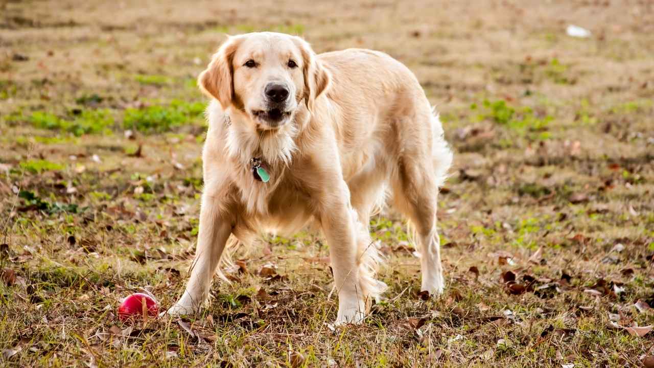 Golden Retriever