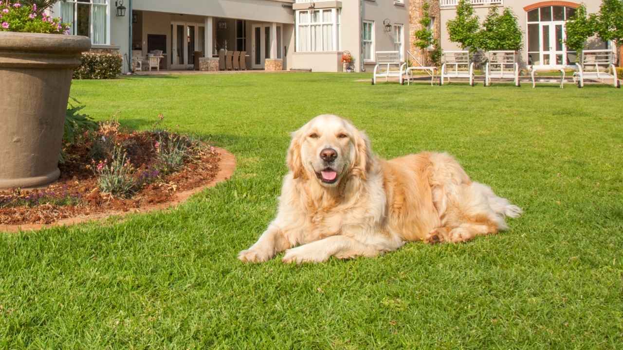 Golden Retriever