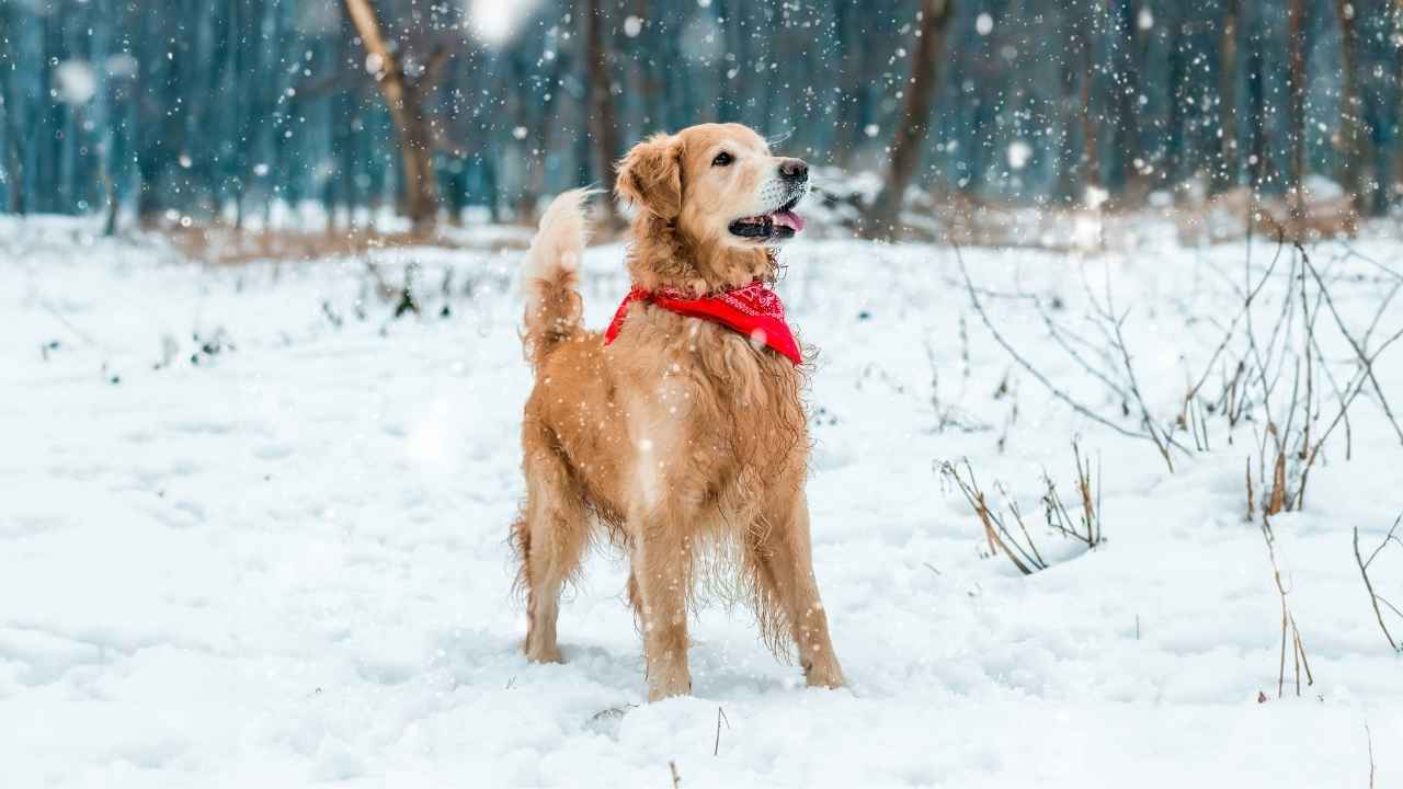 Golden Retriever