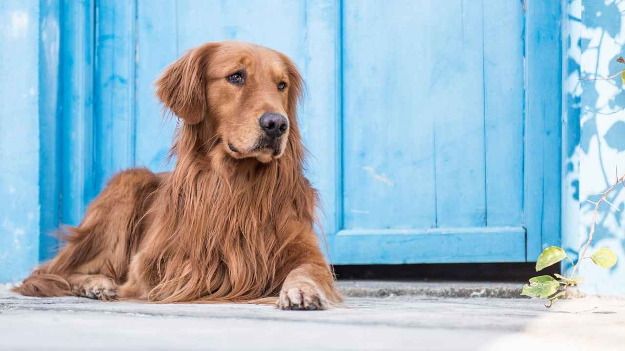 Golden Retriever