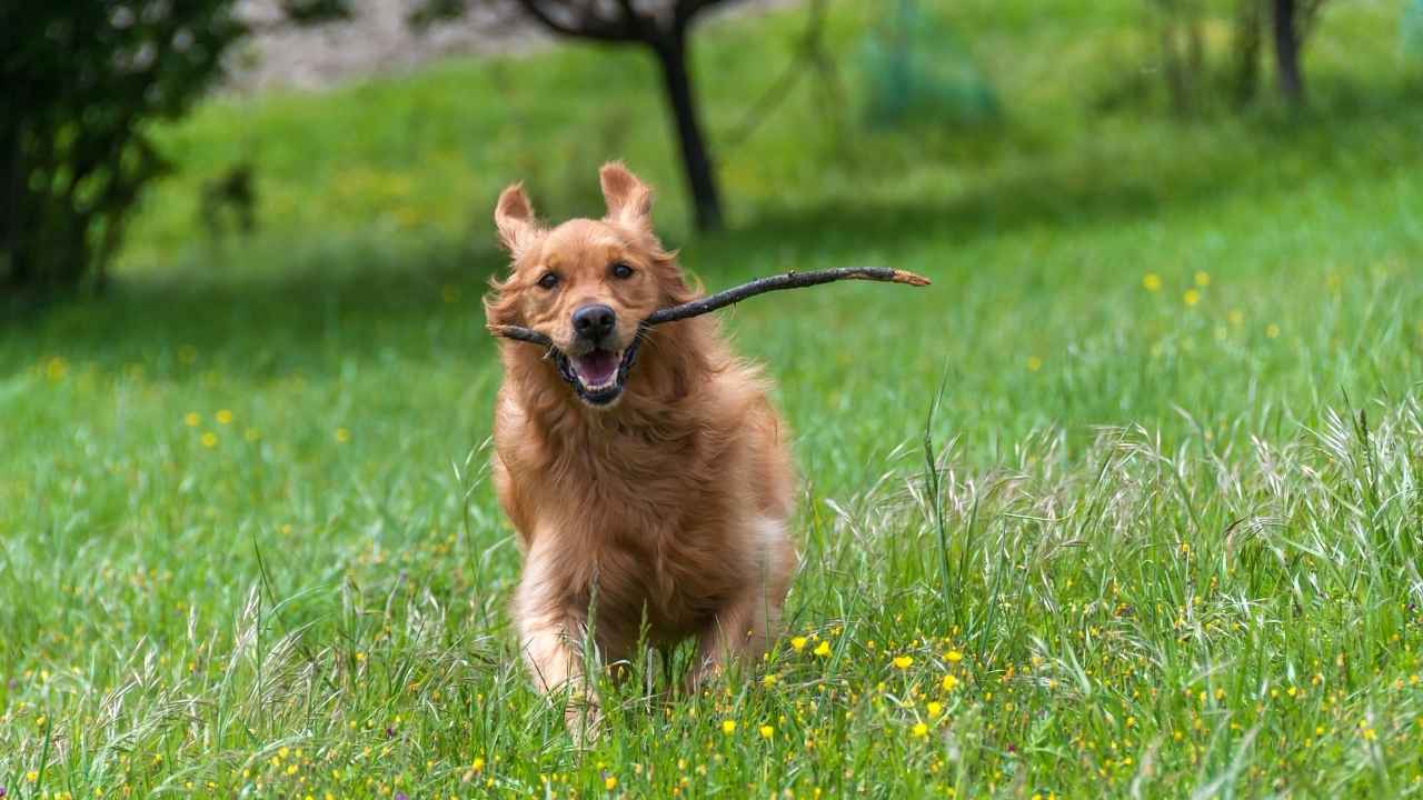 Golden Retriever