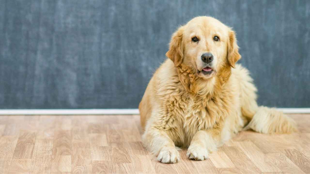 Golden Retriever