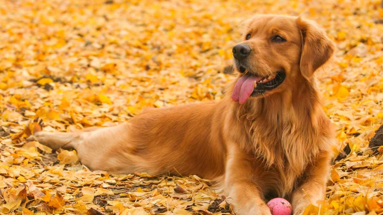 Golden Retriever