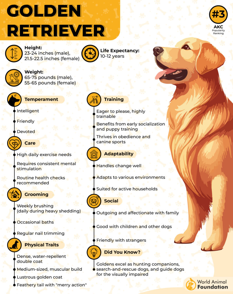 Golden Retriever Breed Profile-01