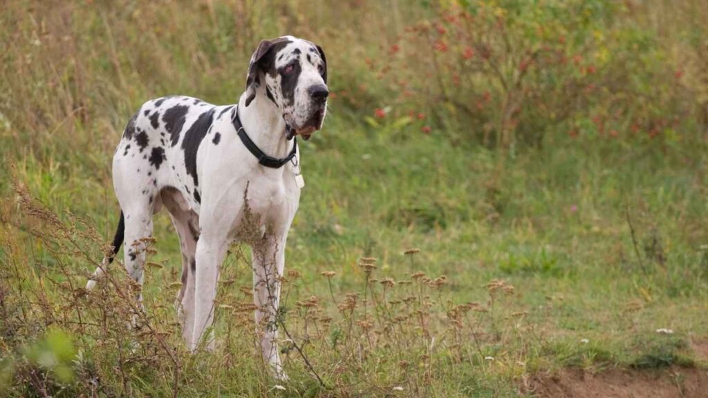 Great Dane