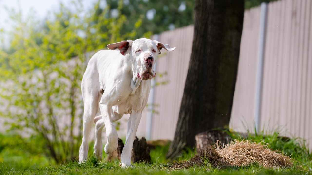 Great Dane