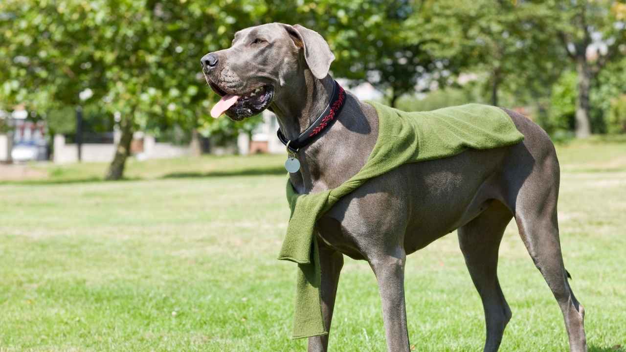 Great Dane