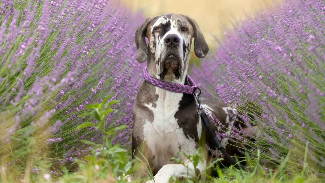 Great Dane