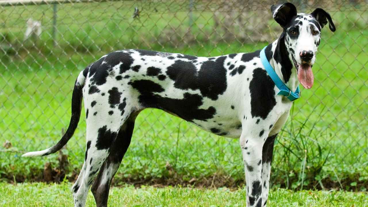 Great Dane