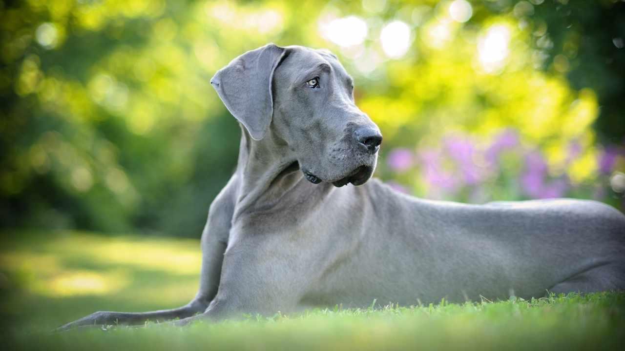 Great Dane