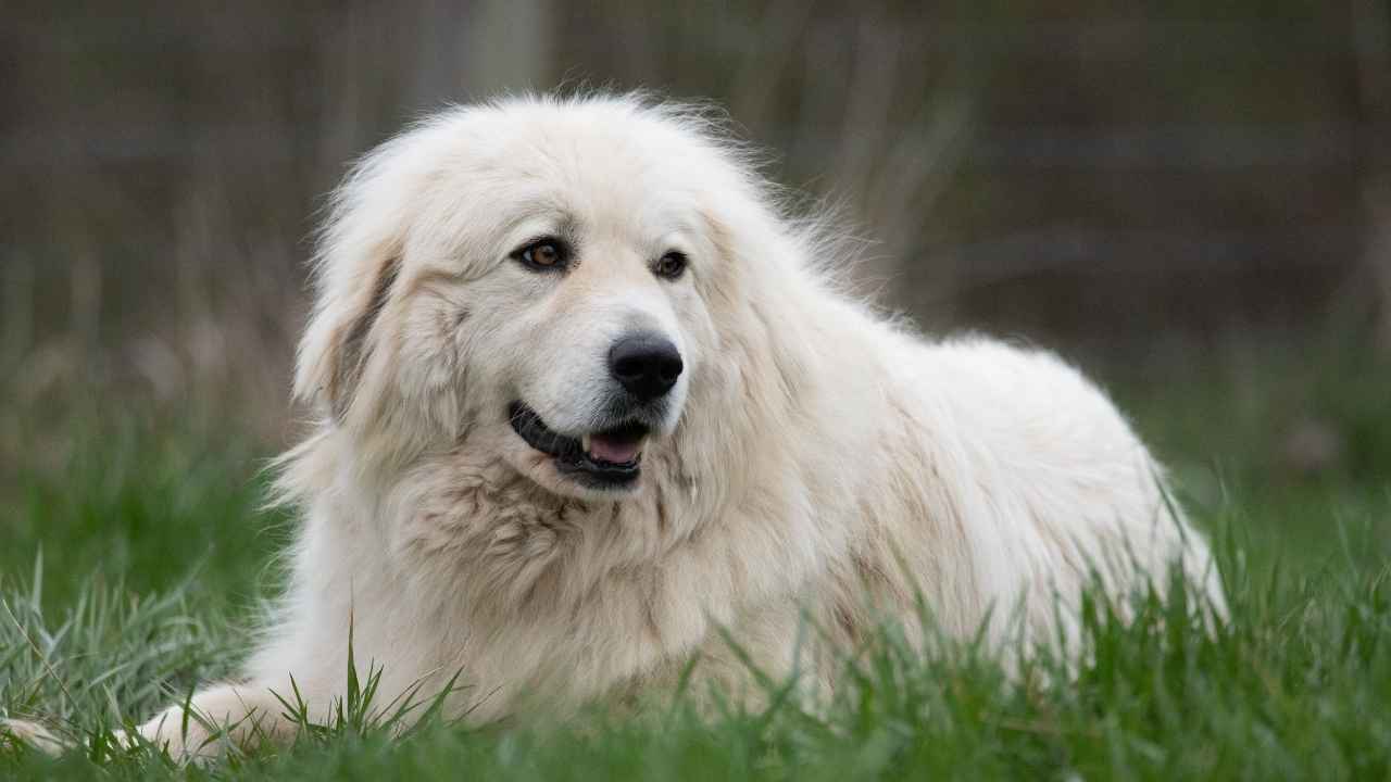 Great Pyrenees