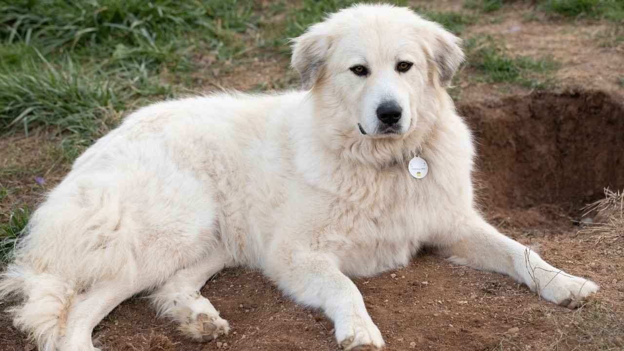 Great Pyrenees