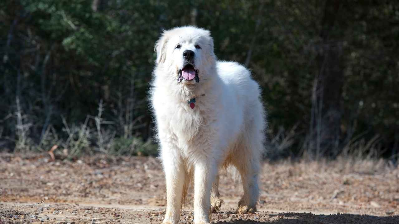 Great Pyrenees