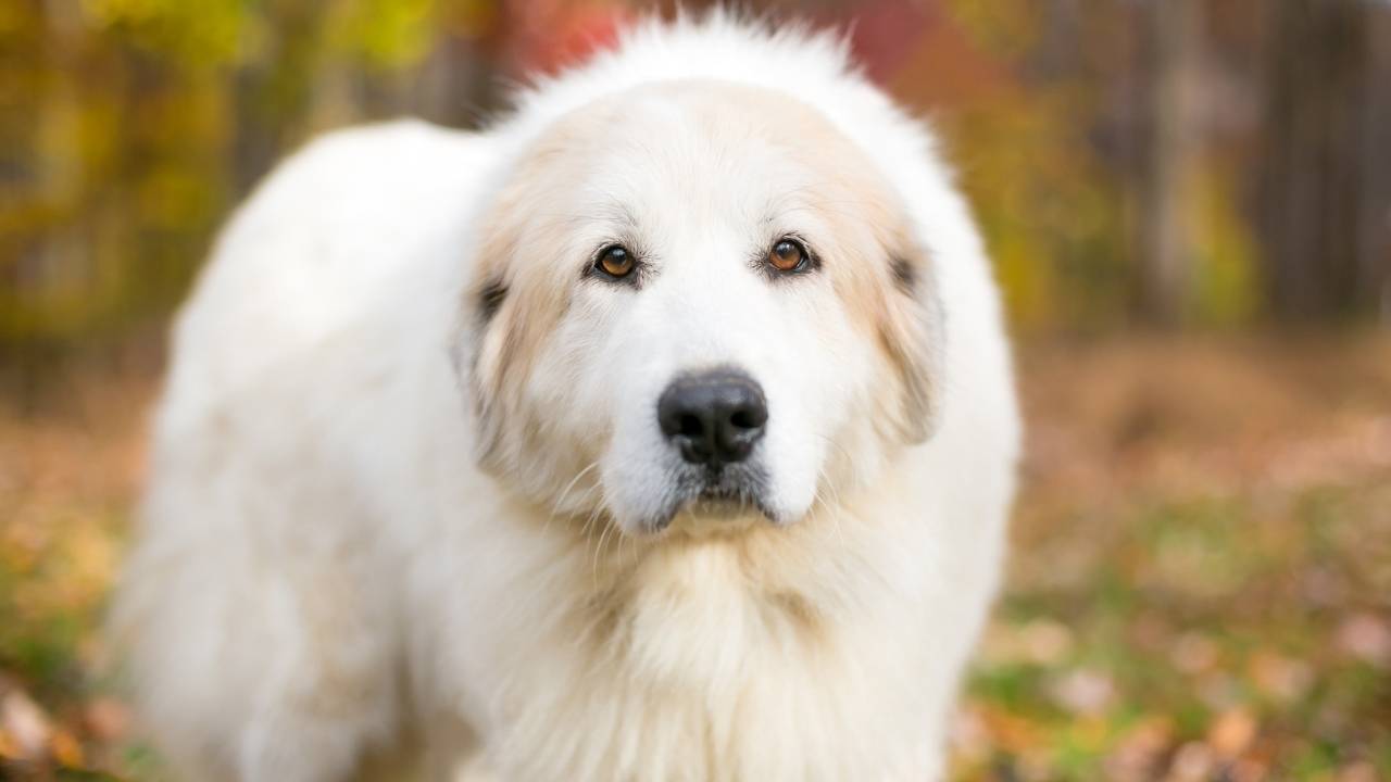 Great Pyrenees