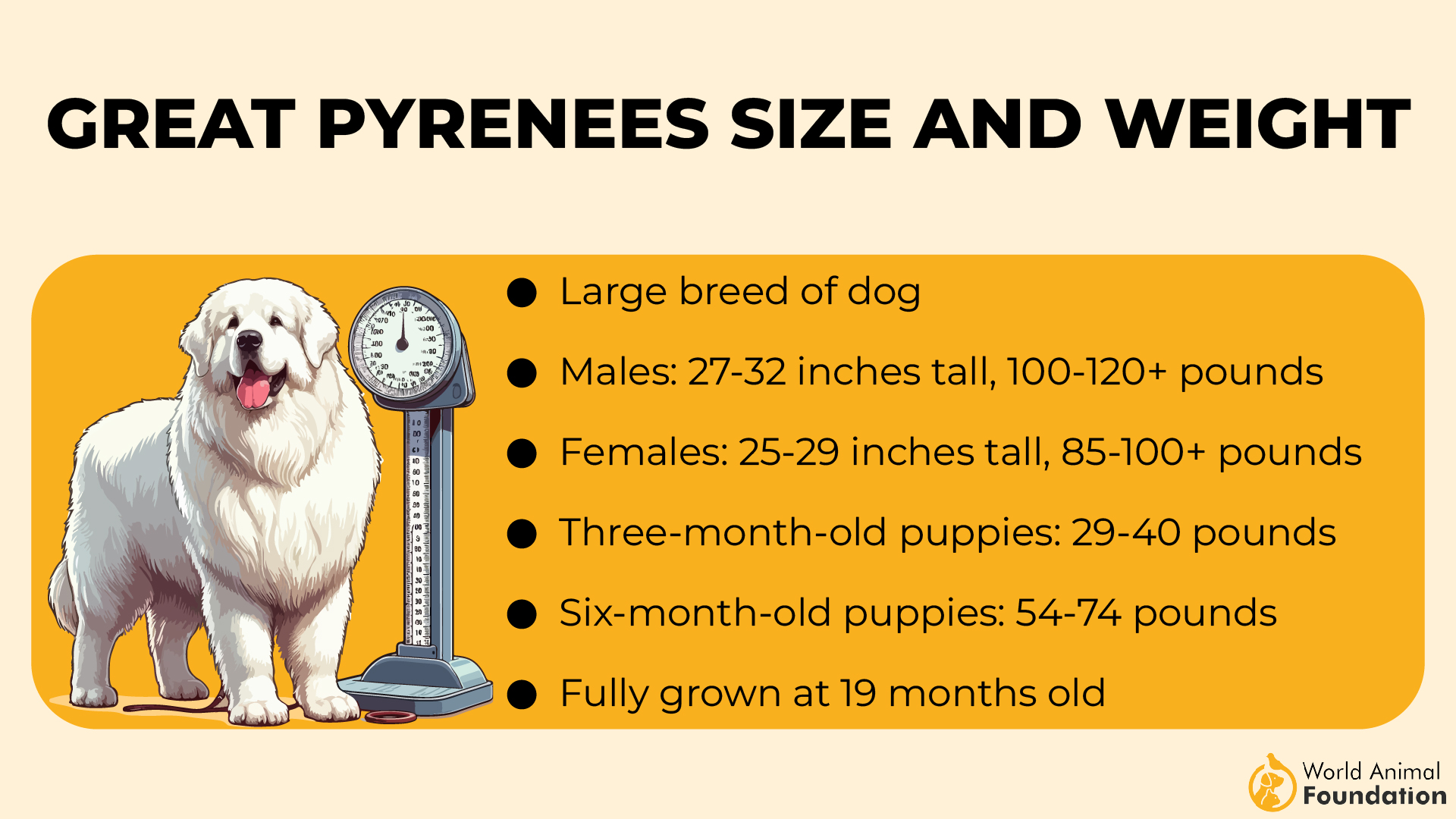 Great Pyrenees Size and Weight-01