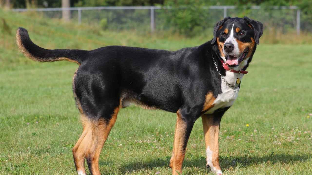 Greater Swiss Mountain Dog