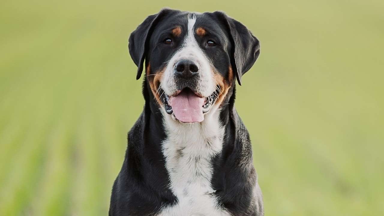 Greater Swiss Mountain Dog